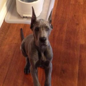 Meet your Posher, Peter